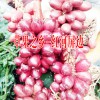 草果价格?草果价格统货多少钱