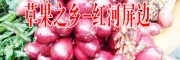 云南草果自家现货批发
