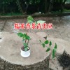 糯米香茶苗哪里有销售#糯米香茶苗供应商#