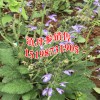 滇丹参价格#滇丹参中草药哪里卖