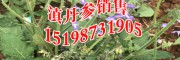 滇丹参中草药多少钱