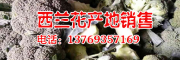 2017年西兰花能否涨价#西兰花市场批发价格