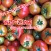 本地黄瓜价格行情(产地)_云南黄瓜网