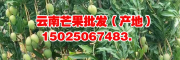 云南的哪种芒果叫什么芒_云南芒果网