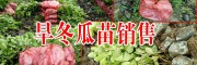 旱冬瓜树苗销售信息丨云南哪里有旱冬瓜销售