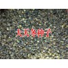 本地天冬种子价格_今日天冬种子销售价格