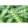 云南豌豆荚种子销售价格087164155848