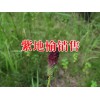 云南哪里滇红花多#续断中药多少一斤&