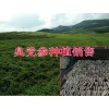 云南臭党参多少钱_臭党参多少钱一公斤?