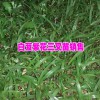白芨育苗技术*宣威种植专业合作社