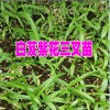 白芨训化苗哪里的好?云南白芨训化苗公司联系