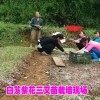 白芨种子直播育苗技术公司&云南白芨种苗价格#白芨育苗技术