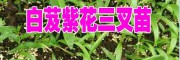 2017白芨苗种植季节#白芨苗价格#