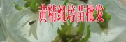 黄精组培育苗技术培训（附图）