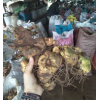 普洱节节高(黄精中药)图片_镇沅有没有滇黄精小苗中药分布