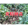 黄精种植成本收益分析资料|云南黄精种植哪里专业?