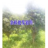 金桂/马缨花树桩/山茶花多少钱?产地山茶花多少钱一株?