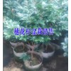云南马缨花树桩树分布区域_红河屏边/