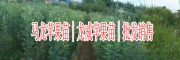 苹果苗栽种时间