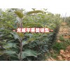 马龙新品种果树苗哪里有销售_2017新品种果树苗图片