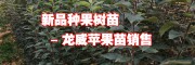 新品种果树苗图片_马龙新品种树苗