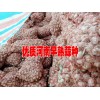 红河哪有早熟蒜种#销售#大理剑川那里产早孰蒜种销售点石