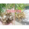 云南白芨种植@云南白芨药材收购价格@