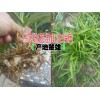 白芨种植技术◆白芨种植价格◆云南白芨药材收购价格