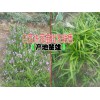 云南白芨种植基地◆云南白芨种子 云南白芨块茎苗