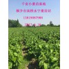 供应农桑14号嫁接桑苗、杂交桑苗。