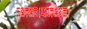 [云南大理哪里有苹果苗]