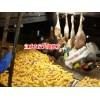 云南特产有哪些|宣威老火腿|宣威金钱腿多少钱