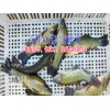 中华鲟鱼苗哪里有销售|叉尾鱼价格|叉尾鱼苗批发