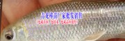 青龙棒、青鱼鱼苗、台湾泥鳅鱼苗(七十多种淡水鱼苗图片)
