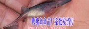 云南特色鱼苗价格是多少