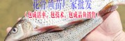 云南特色鱼苗哪里销售