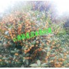 1米以上桂花树哪里有销售#1米以上桂花树哪里有销售