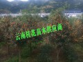 桂花树综合性企业批发价格#桂花特价格表,