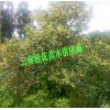 云南桂花树苗多少钱#一棵桂花树多少钱