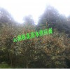 10公分桂花多少钱一棵?在哪里买桂花价格是便宜