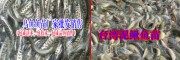 白甲鱼六七公分1.6一尾&四川省眉山市丰收水产