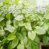 中药材马蹄香多少钱一斤#云南楚雄马蹄香药材公司