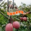 楚雄水果供应商#云南红梨种植基地批发厂家价格