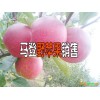 第一次认识马登野苹果苹果