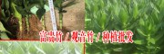 今日凤尾竹批发采购价格（0.6元）