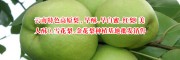 高原雪花梨图片