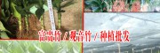 富贵竹/观音竹/何花竹厂家