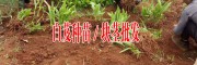 从白芨价格,白芨种苗培育,白及种植技术指导