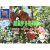 昭通苹果批发价格#云南昭通苹果哪家好
