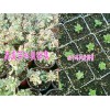 云南多肉植物批发市场|云南多肉植物价格表|